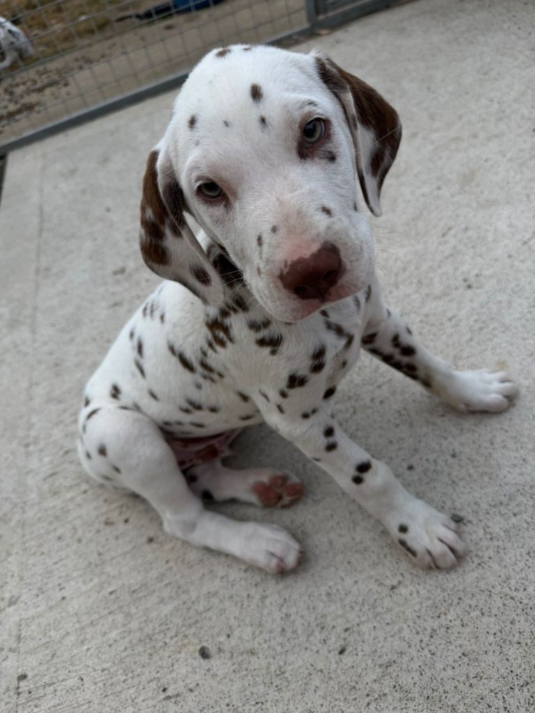 Dalmatian puppies ready for new homes 