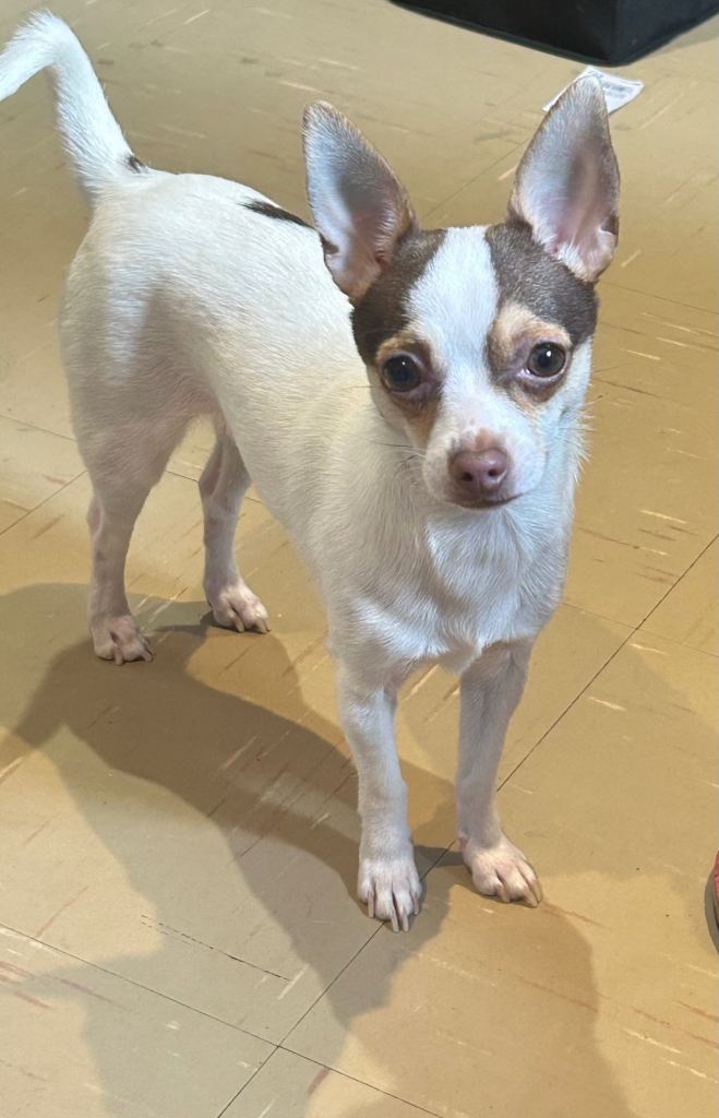 Chihuahua