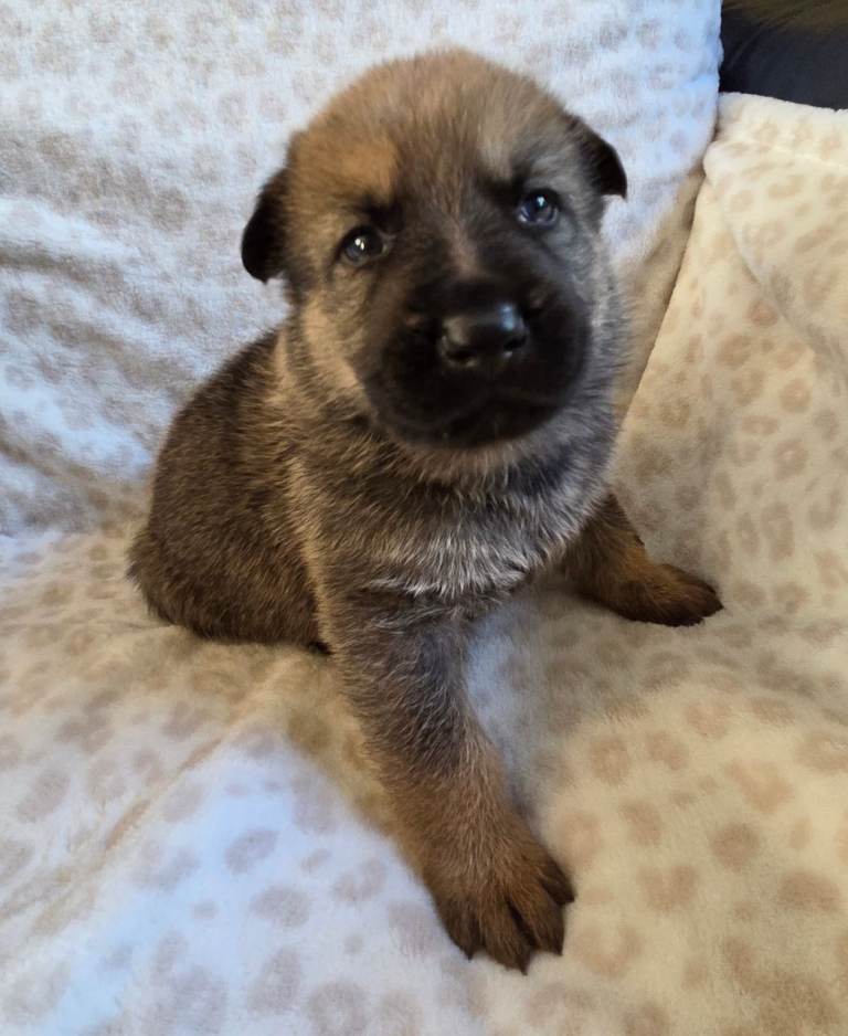 German Shepherd Puppies