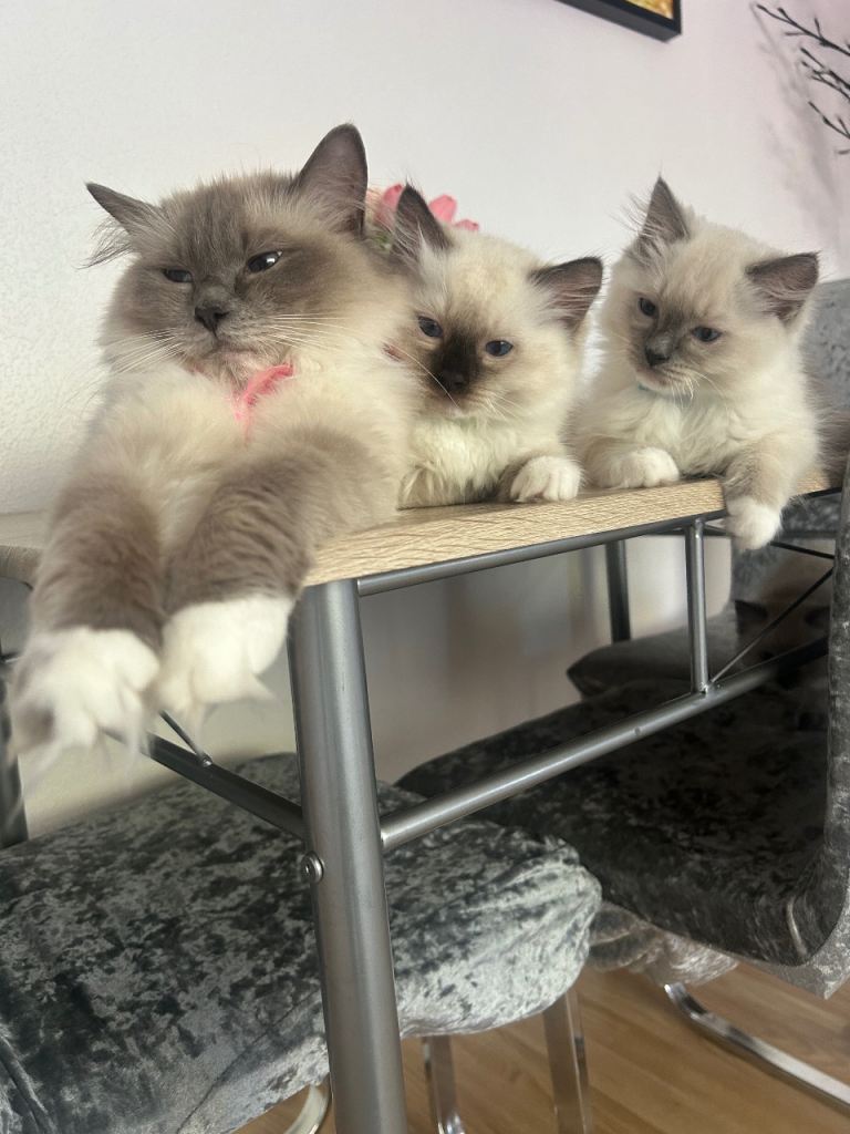 4 kittens Ragdoll TICA