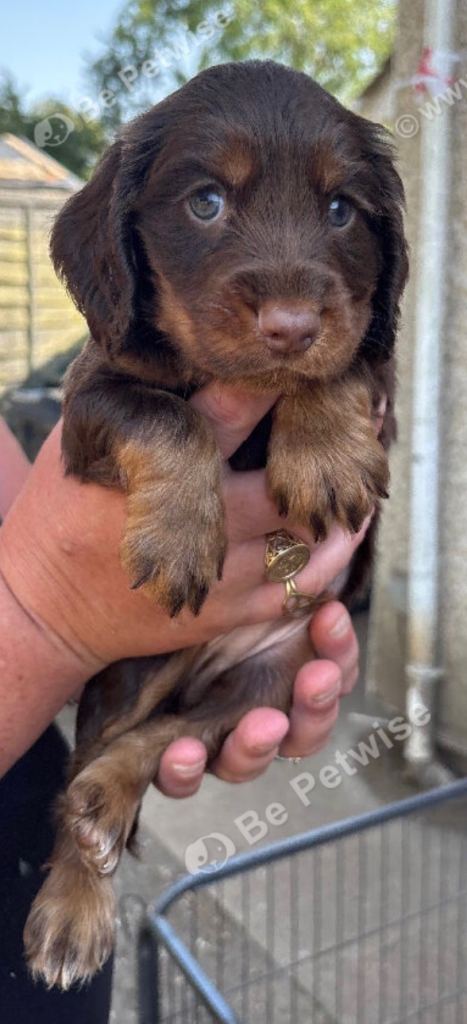 5 sprocker puppies from litter of 9 