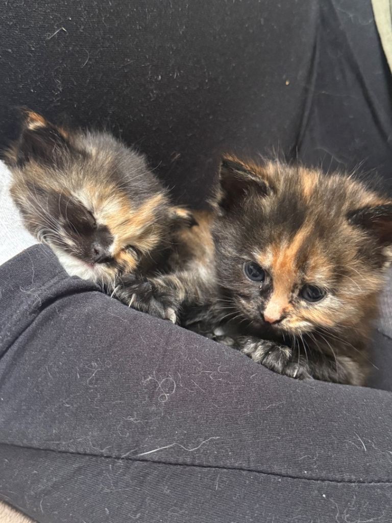 2 female kittens