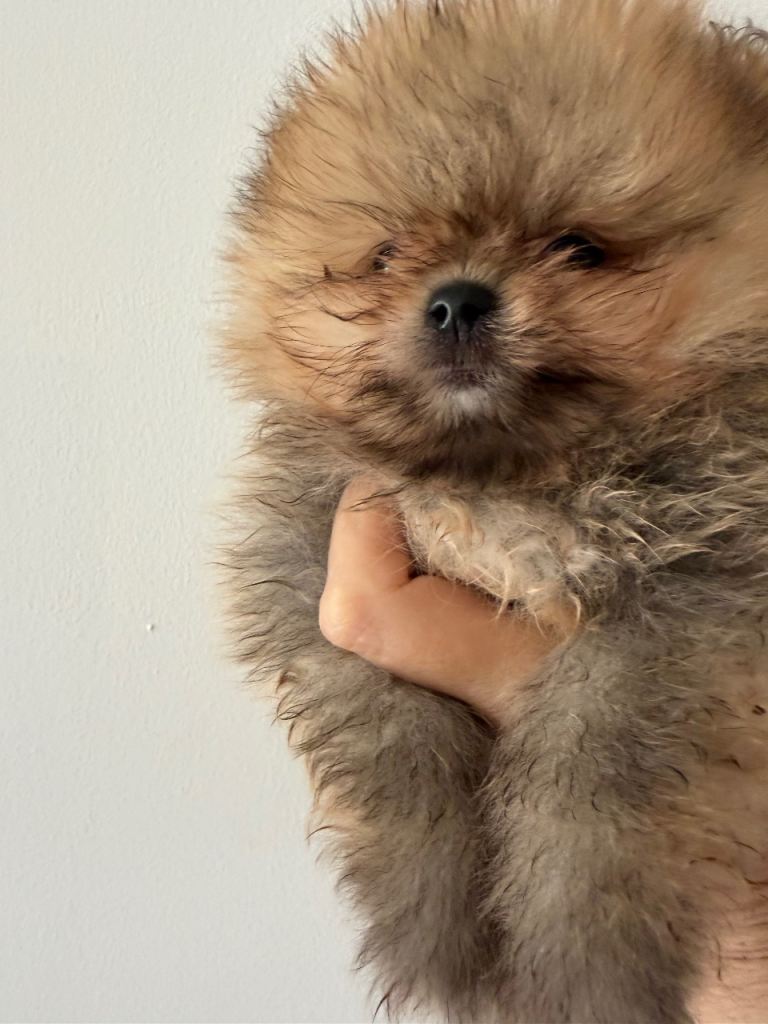 Kc amazing little boy Pomeranian ready now 