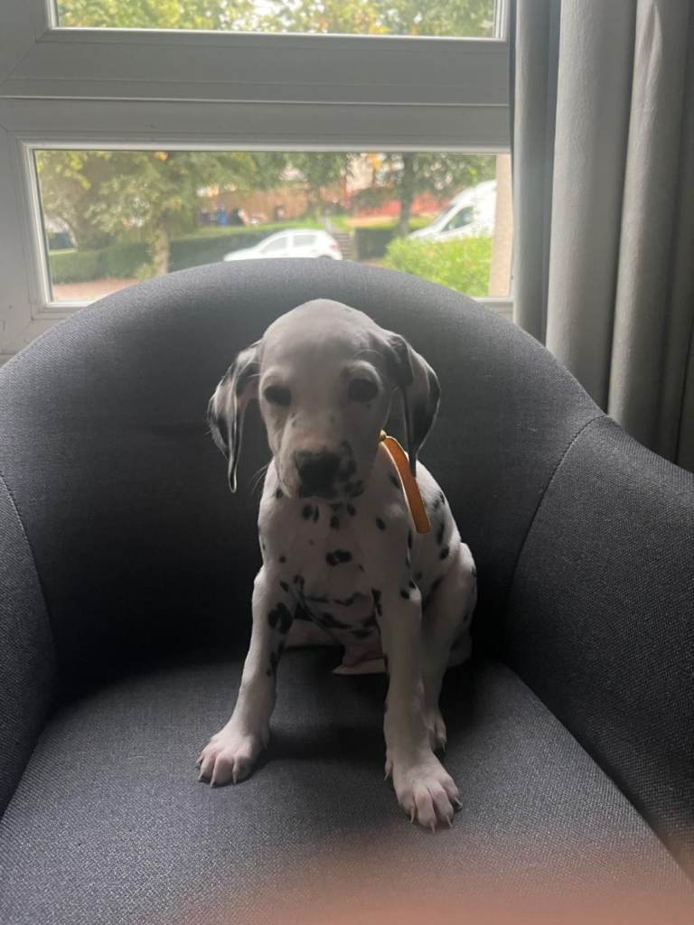 last Dalmatian male