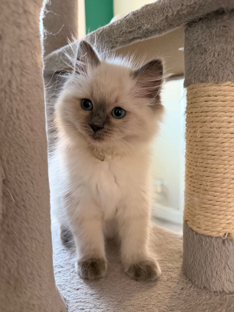 GCCF registered pedigree Ragdolls blue point 