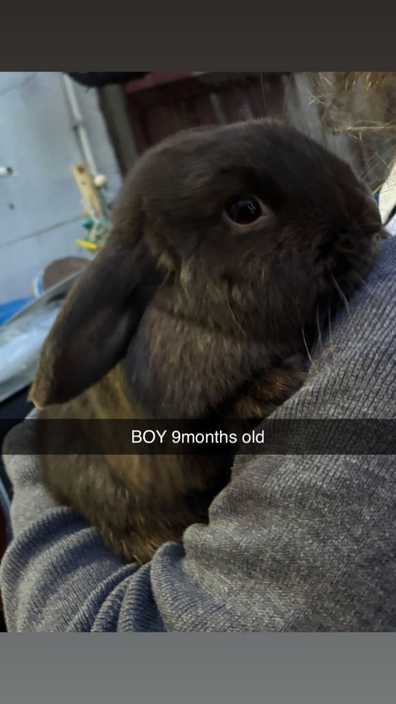 4 mini lop rabbits