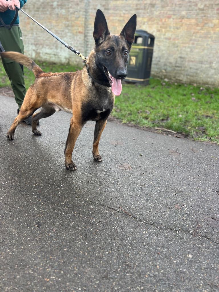 Belgian Shepard Male 