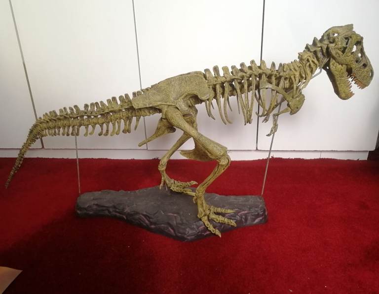 T-REX SKELETON 45"long Dinosaur Model kit 1/10 Scale Building STEM by B.C. Bones