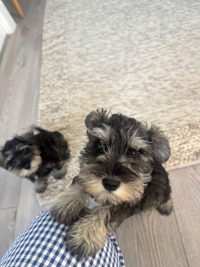 minature schnauzers 