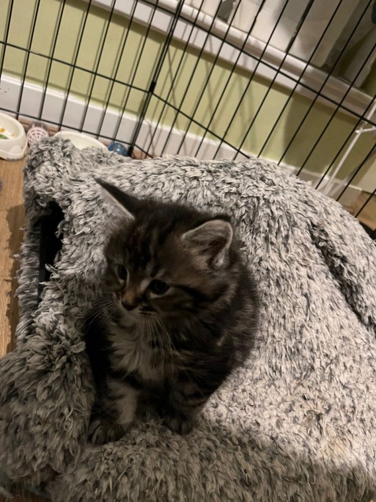 Maine coon x Ragdoll breed kittens for sale