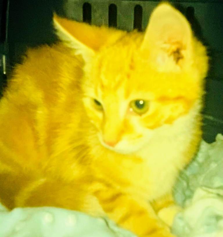 A lovely litter of Ragdoll x Bengal kittens ready for forever new homes