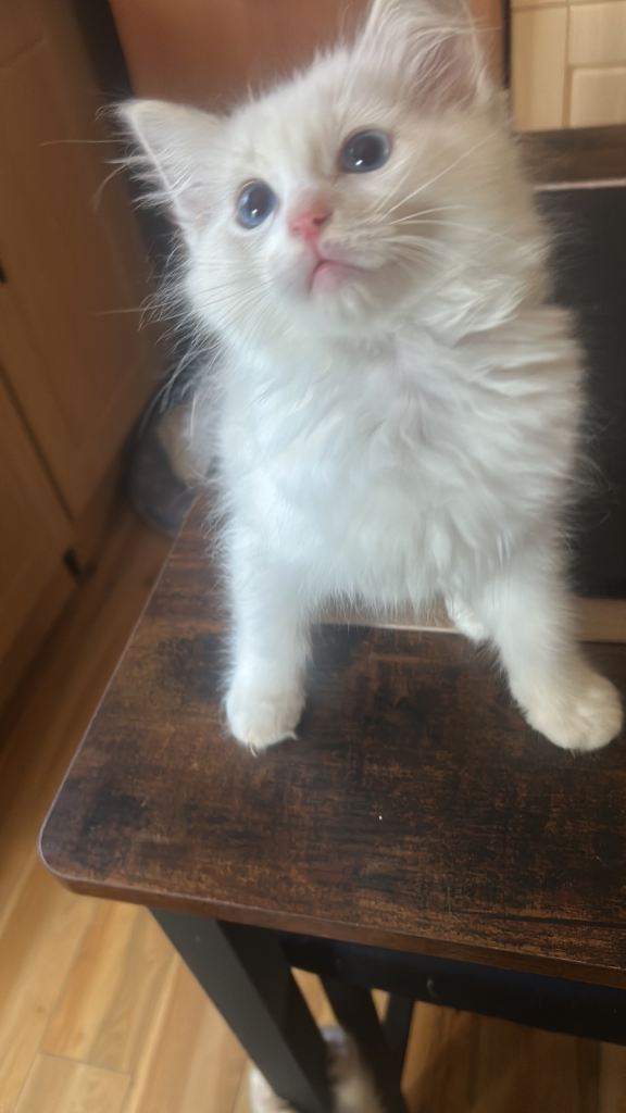 Kittens Radgoll 