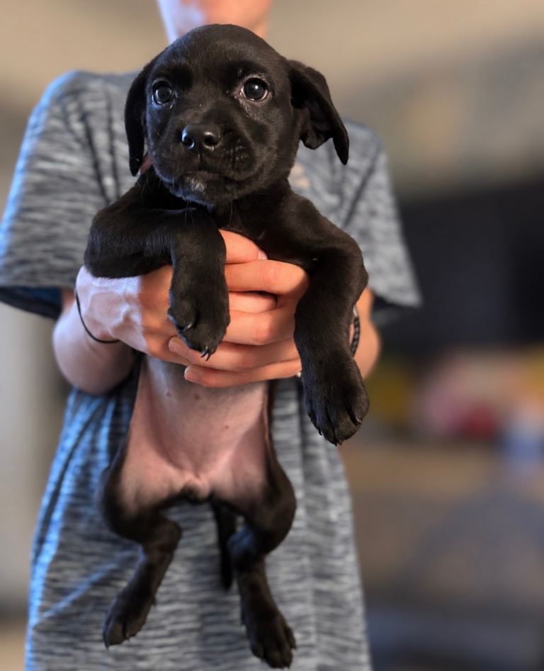 Labrador