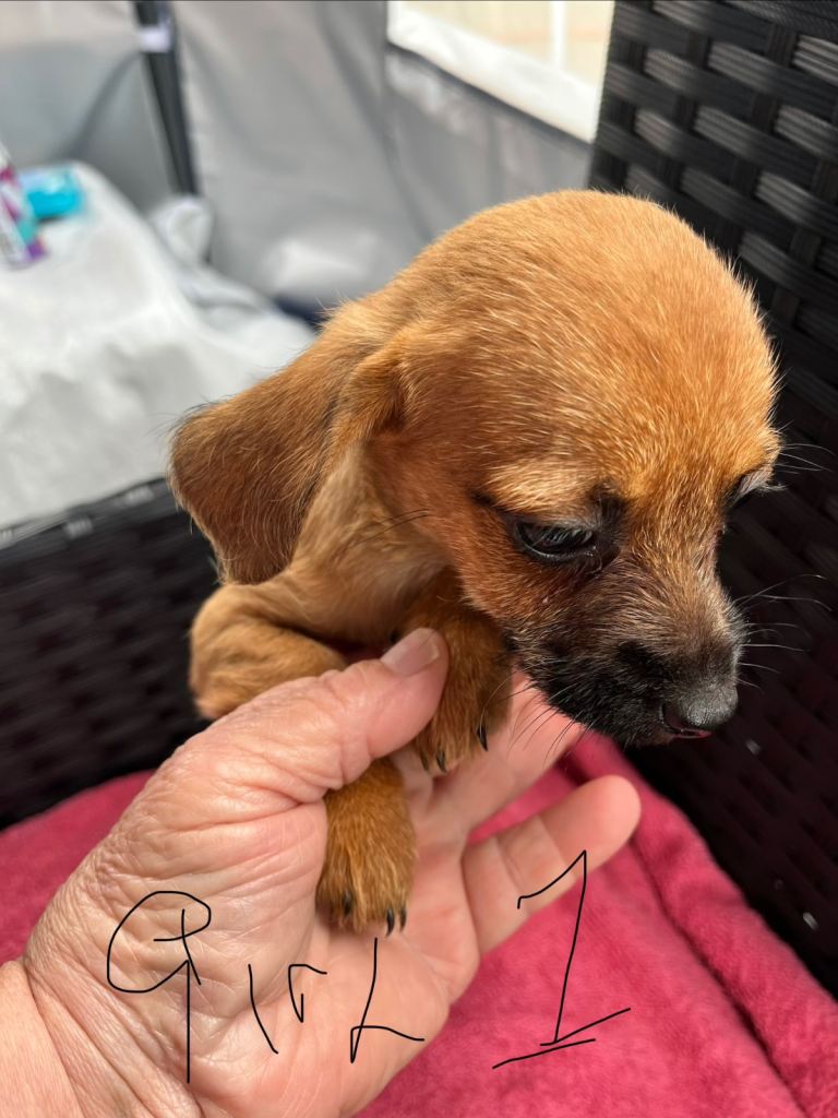 Puppies for sale 