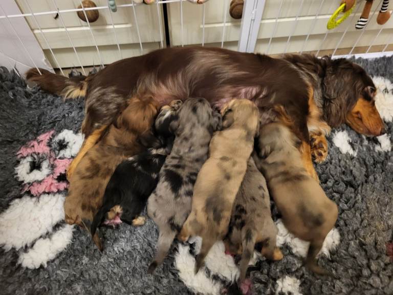 Long haired mini dachshunds 