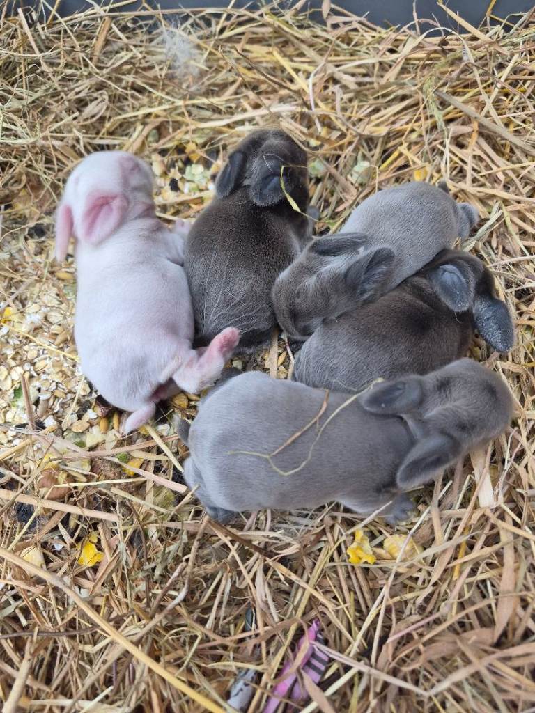  5 babies mini lop eat bunnies