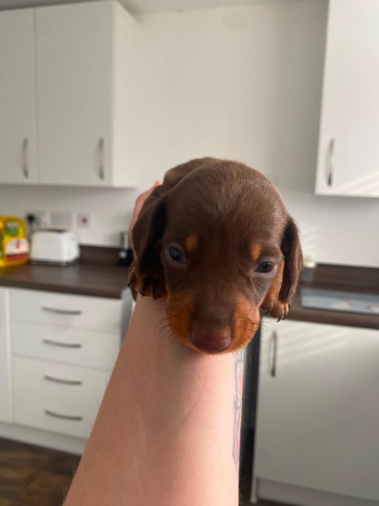 •Miniature Dachshund Puppy•