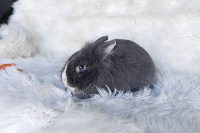 Fluffy Female Mini Lop x Lionhead Rabbit – Friendly, Ready Now 🐰