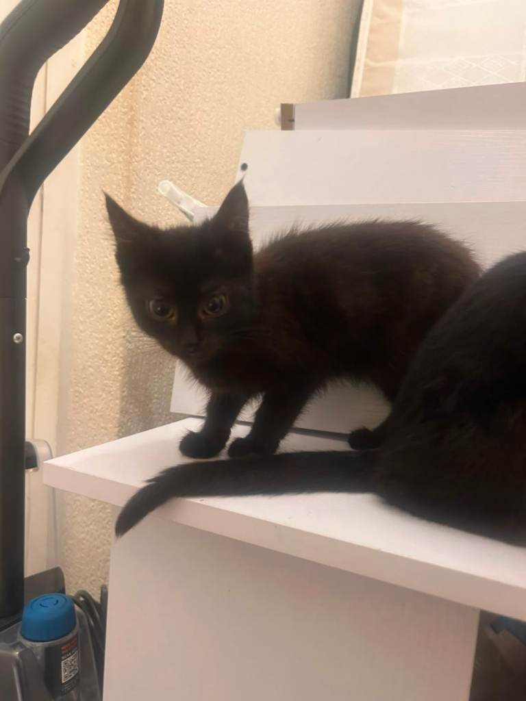 Kittens 