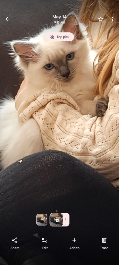 Ragdoll Female 13 week kitten with all additional needs met toys , cattree beds , food etc included.
