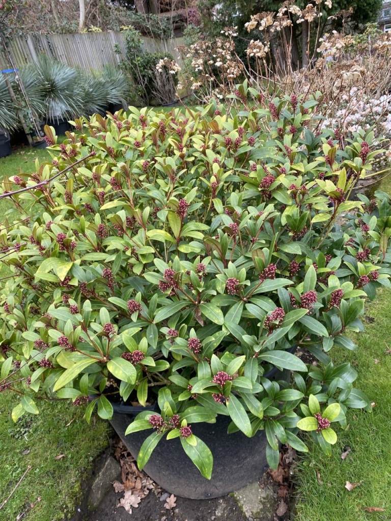 Simply Huge Skimmia Japonica Plant in a massive pot