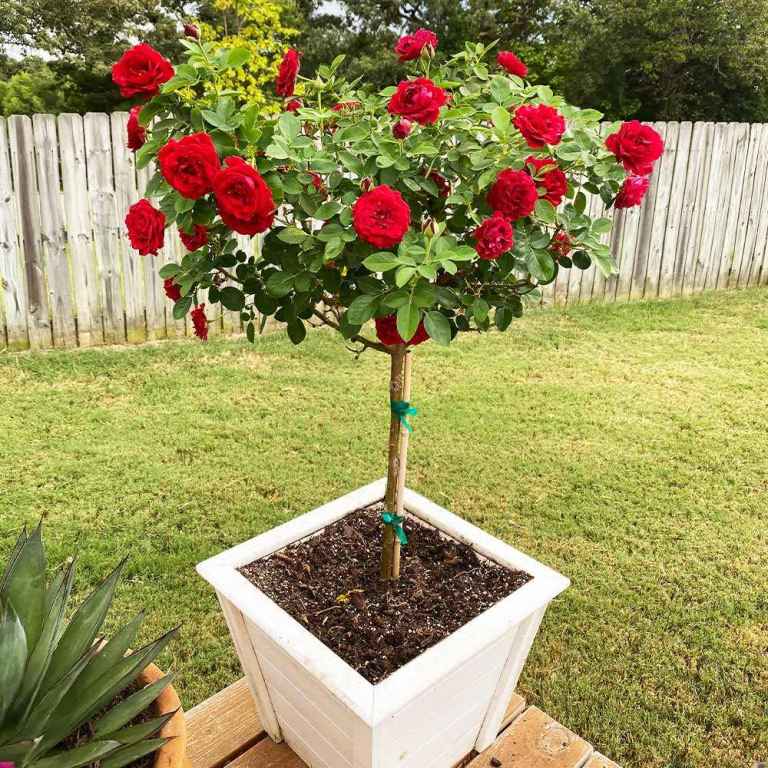 Last Red Garden Rose 🌹 Tree