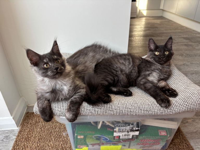 REDUCED TICA Black smoke Mainecoon girls 