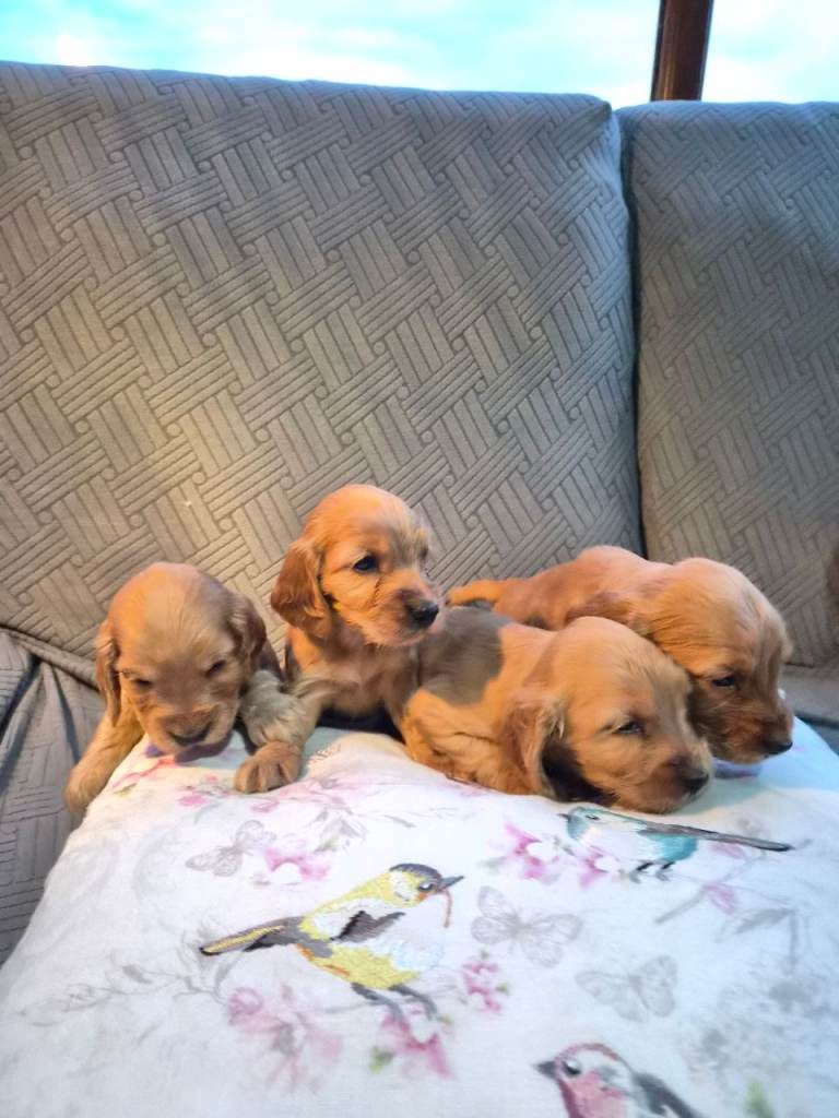BEAUTIFUL COCKER SPANIEL PUPPIES 