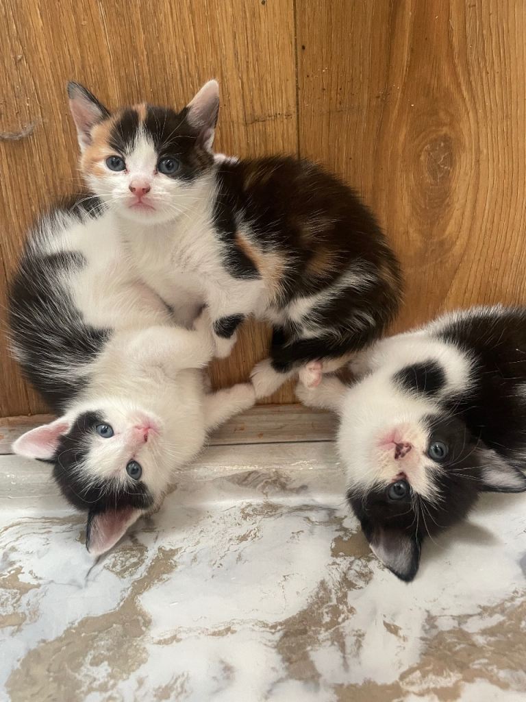 KITTENS FOR SALE 