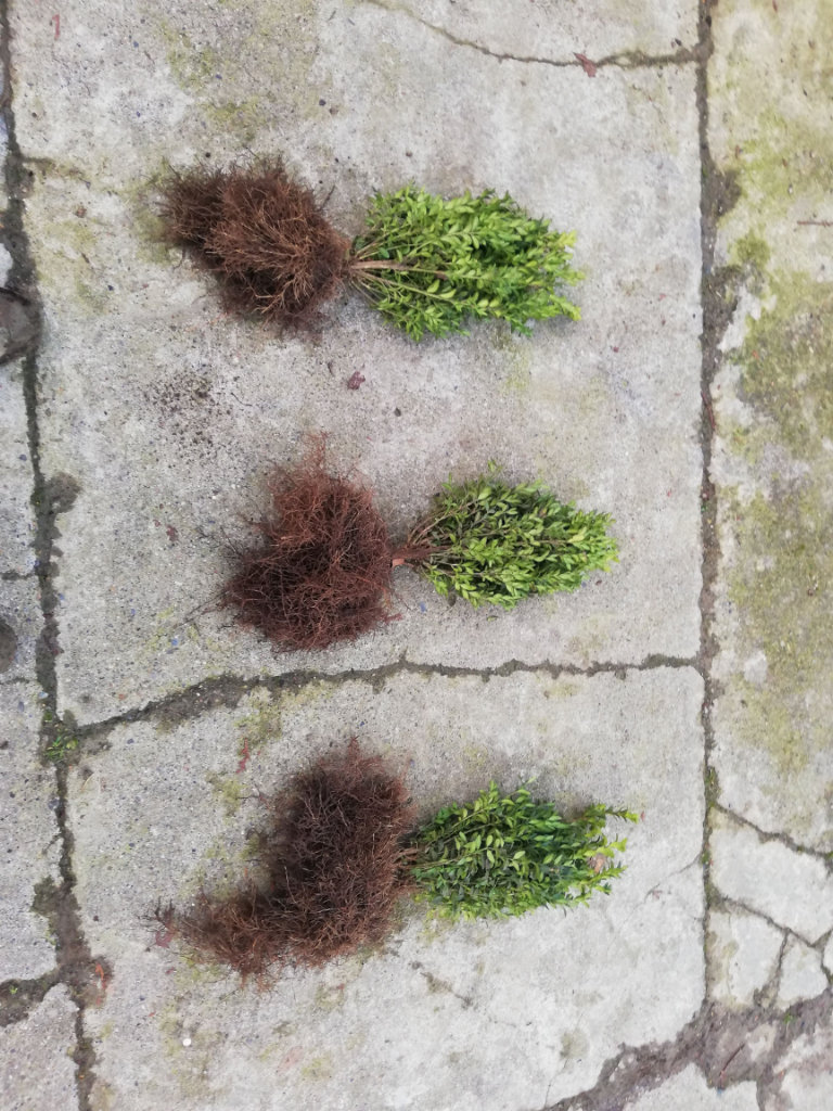 Box Hedging - Bareroot 