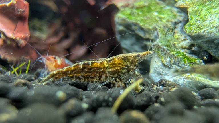 Wild Type Neocaridina Shrimp