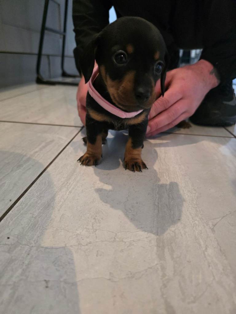 Dachshund puppies for sale!