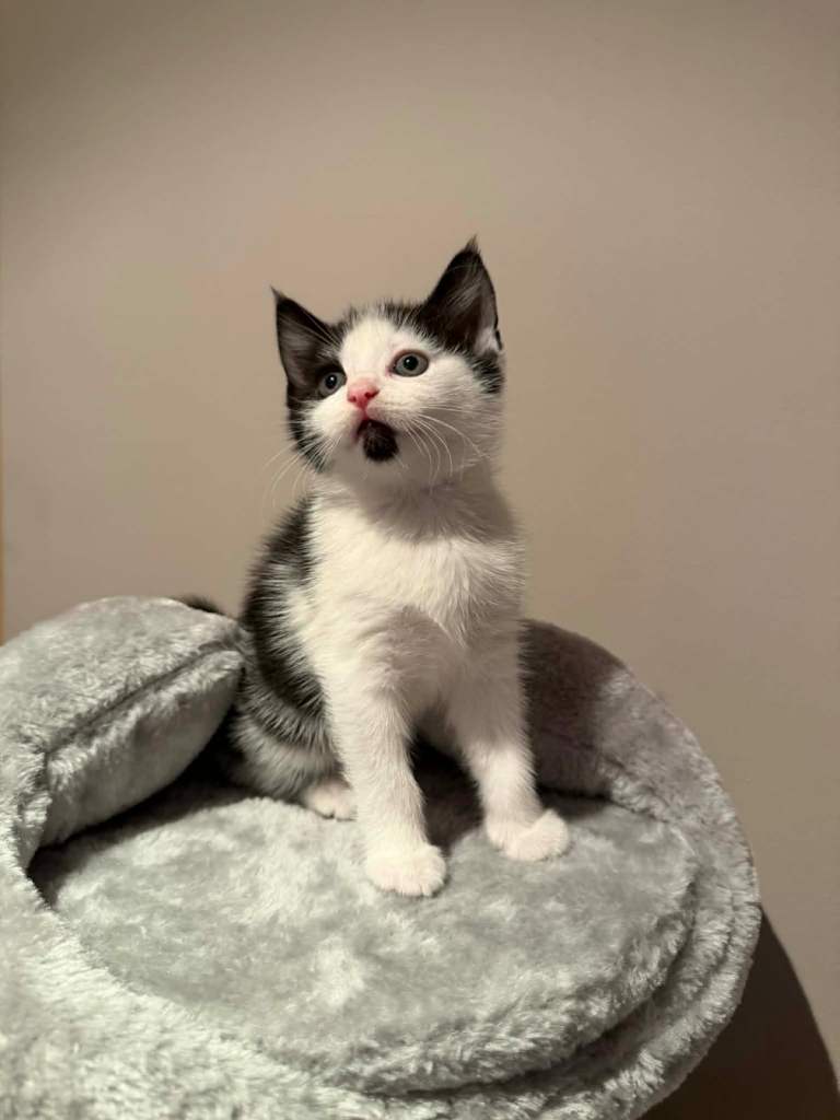 Kittens for sale 