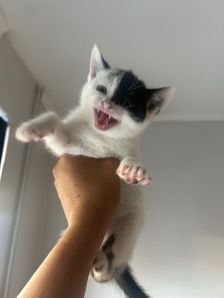 5 lovely kittens need their new home ASAP. 