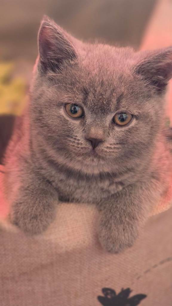 Chunky PUREBRED British Blue Shorthair Kittens – Family Raised 💙