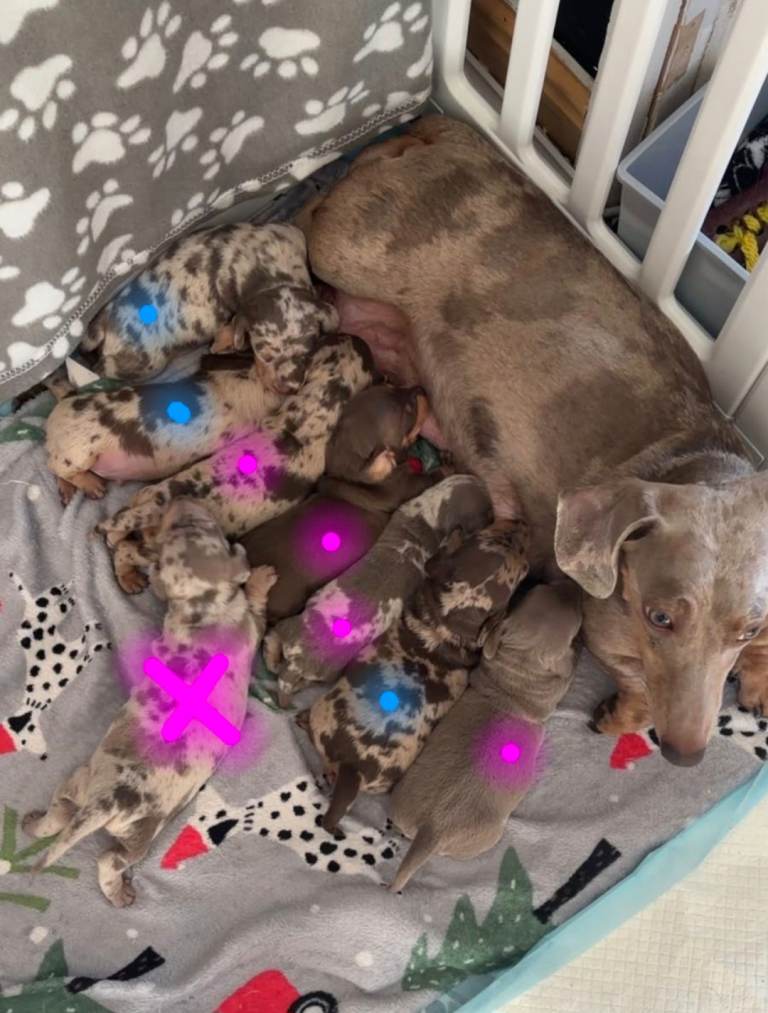 Isobella and tan miniature short hair dachaund pups