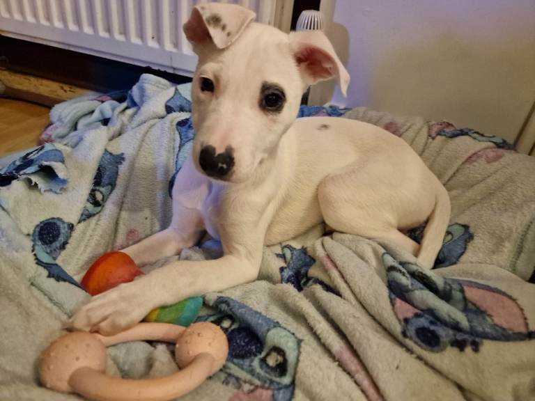 Staffy-Lurcher cross border collie puppy