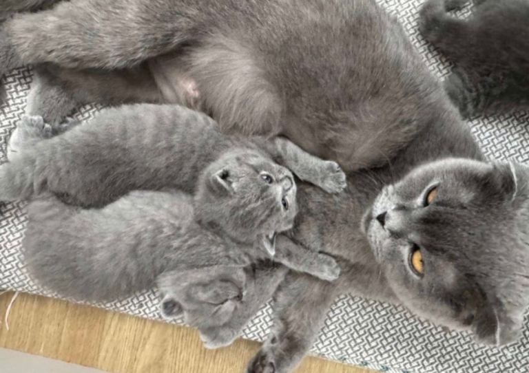pedigree British shorthairs 2 boys and 2 girls Available