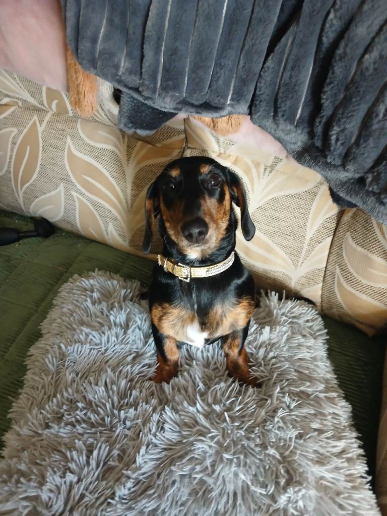 Minature daschound