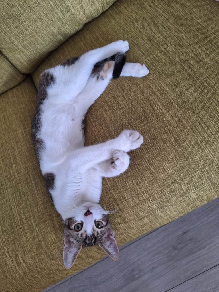 Kittens