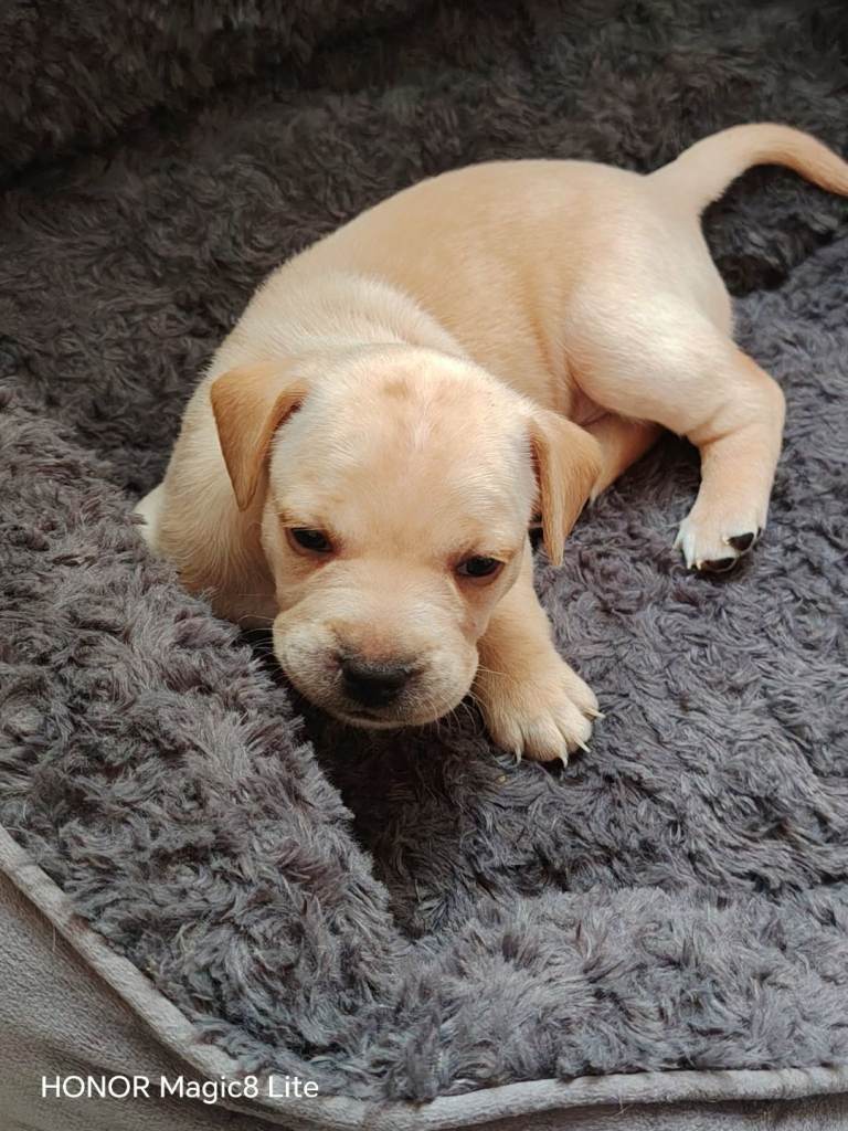 French Bulldog X Lab Puppies