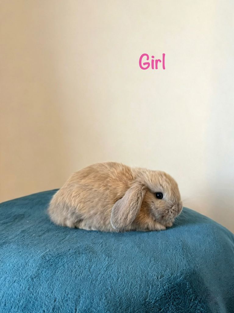Baby Mini Lops (Ready from 01/09)