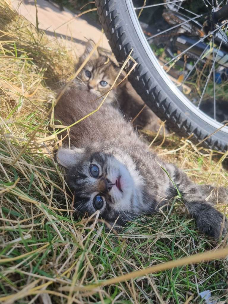 Kittens 