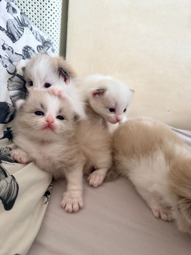 Ragdoll kittens 