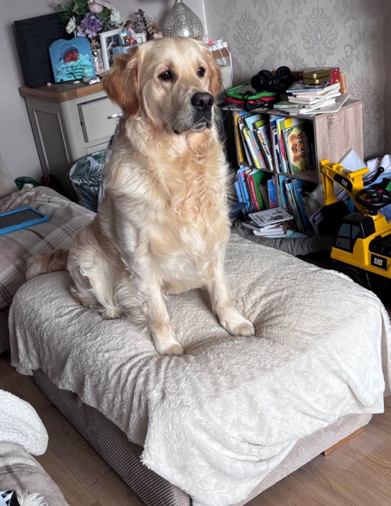 Full breed Golden Retriever 