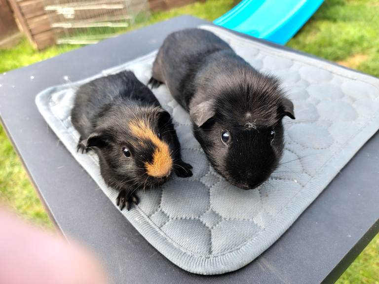 Pair of young guinea pigs