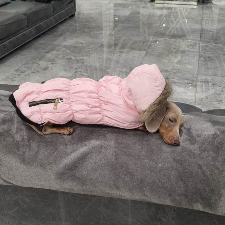 Very small miniature daschund dapple girl 5yr