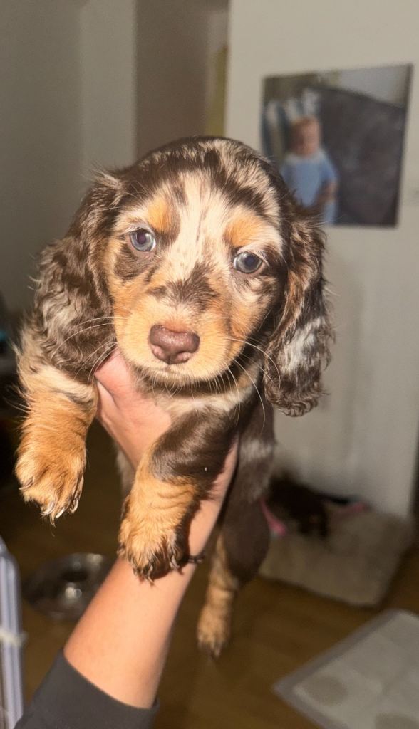 Datchunds puppies 