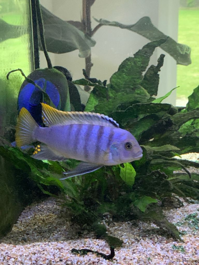 Fish and fish tank