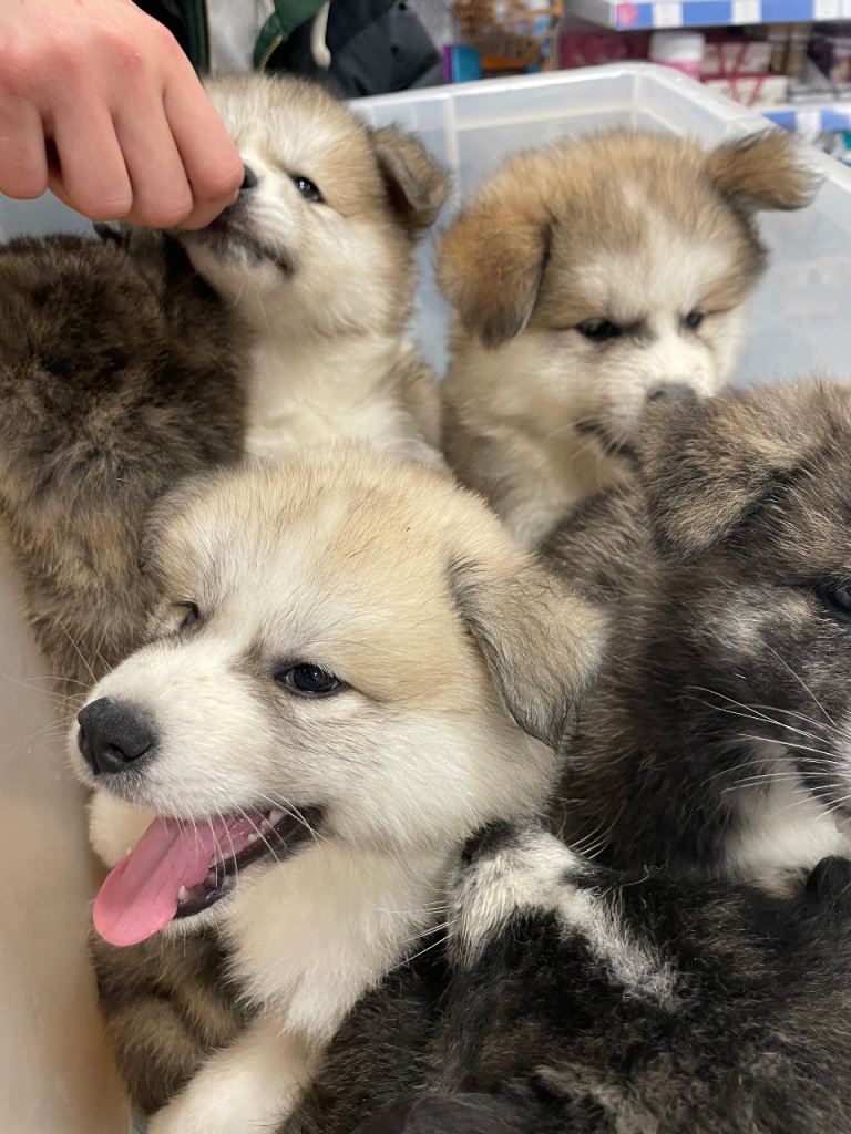 Purebred Japanese Akita Inu puppies